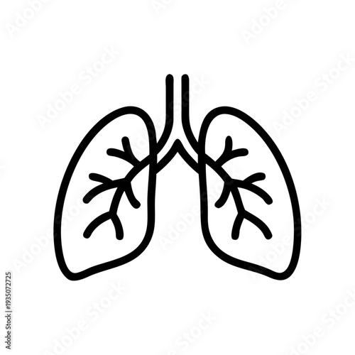 Anatomical illustration of human lungs with bronchial tree structure isolated on white background, Vector