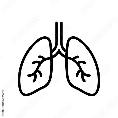 Diagram of human lungs showing bronchial structure and trachea connection isolated on white background, Vector