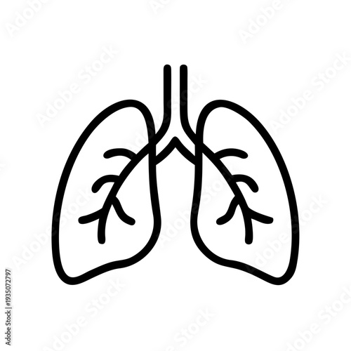Anatomical illustration of human lungs with branching bronchial tree structure isolated on white background, Vector