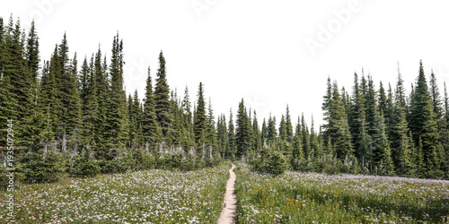 Pine forest png border, nature aesthetic image, transparent background