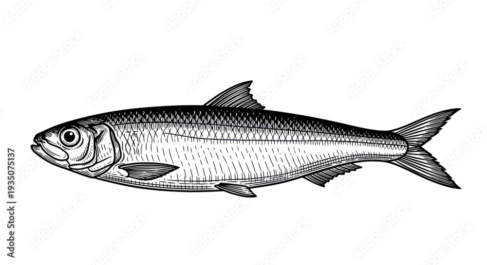 Obraz premium Vintage Herring Fish Illustration, Seafood Ingredient, Black and White Drawing
