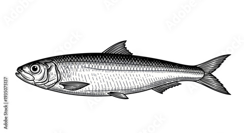 Vintage Herring Fish Illustration, Seafood Ingredient, Black and White Drawing