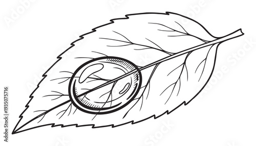 Botanical line drawing of a vibrant green leaf with a glistening dewdrop showing magnified veins, perfect for scientific education materials or naturethemed graphic projects.