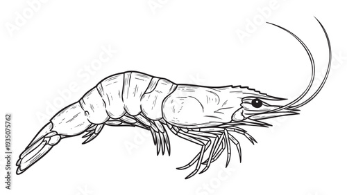 Detailed line drawing of a fresh ocean shrimp perfect for use in seafood restaurant menus, culinary websites, educational marine biology content, or grocery store promotions