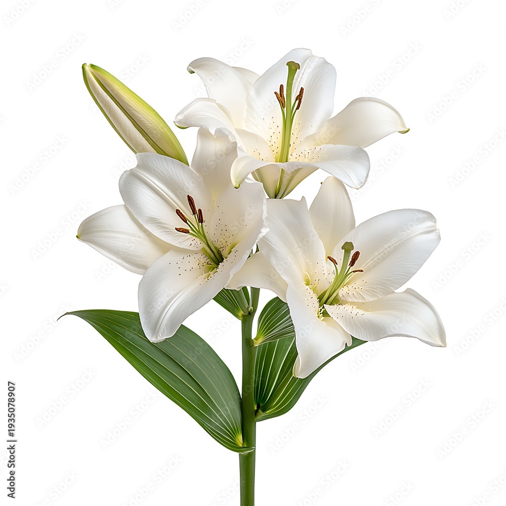 Fototapeta premium Elegant White Lily Bouquet on Isolated Background with Lush Green Leaves and Buds