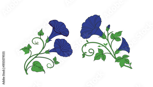 Morning Glory flower illustration with green leaves and vines