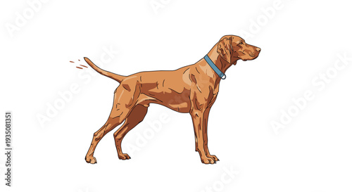 Side profile of a muscular brown pointer dog with blue collar standing alertly against white background with tail wagging motion.
