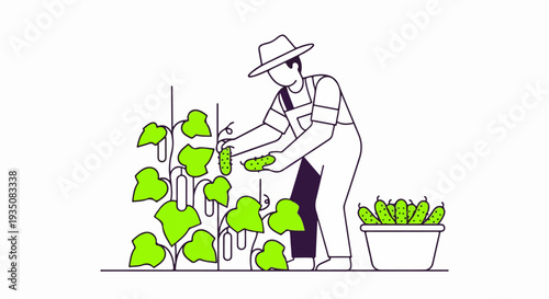 Cartoon Farmer Harvesting Cucumbers from Trellis Vector Illustration
