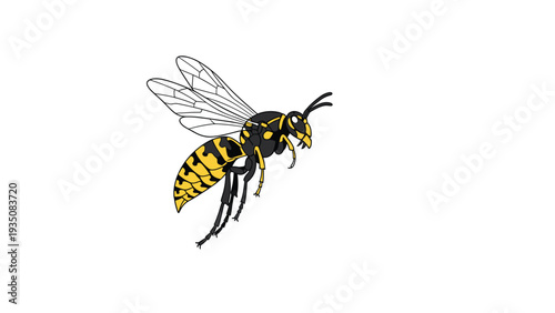 Detailed illustration of a flying wasp or hornet with yellow and black stripes on its abdomen and translucent wings on a white background.