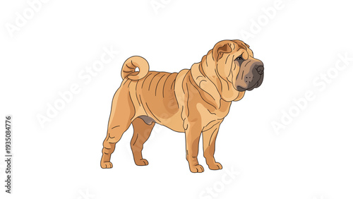 Calm shar pei dog breed standing and looking forward showing its characteristic skin wrinkles on a white background in vector.