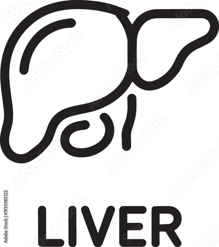 Hand drawn human liver organ illustration isolated on transparent background