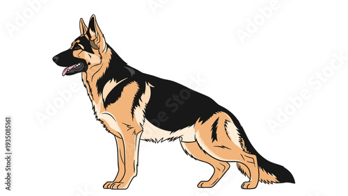 Noble german shepherd dog breed standing alert in profile on a white background showing its black and tan fur in vector art.
