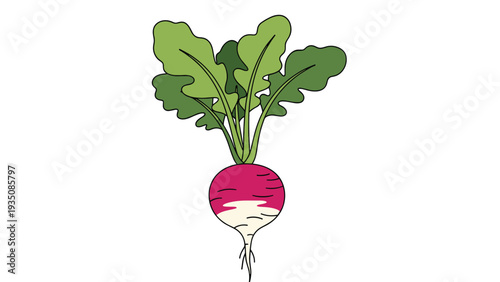 Single radish vegetable with a vibrant pink and white root and large healthy green leaves on a clean white background.