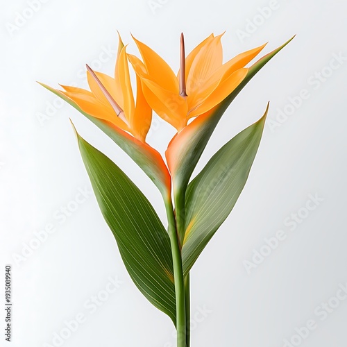 Stunning Yellow and Orange Tropical Flower with Green Leaves Isolated on White Background