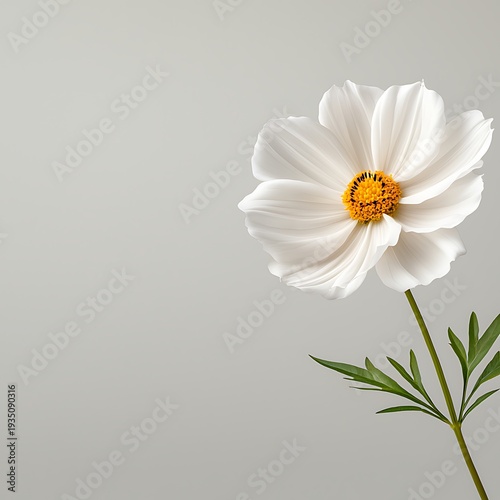 Beautiful white flower with a bright yellow center isolated on a light background