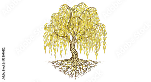 Weeping Willow Tree Illustration with Intricate Roots