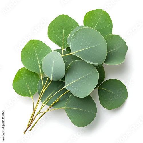 Fresh Green Leaves on White Background, Perfect for Nature and Botany Themes