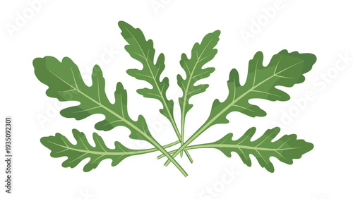 Group of fresh green arugula or rocket salad leaves with serrated edges for healthy culinary design on white background.