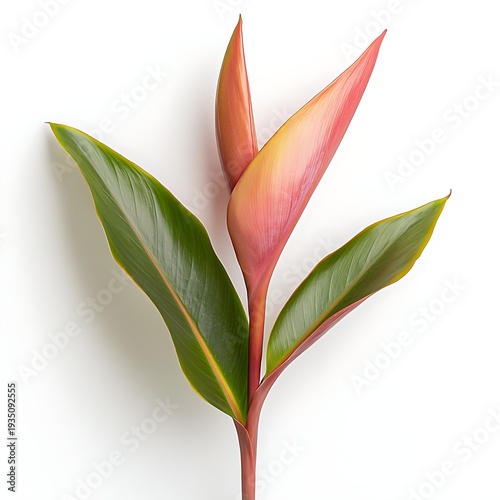 Vibrant Tropical Flower with Colorful Petals and Green Leaves Isolated on White Background