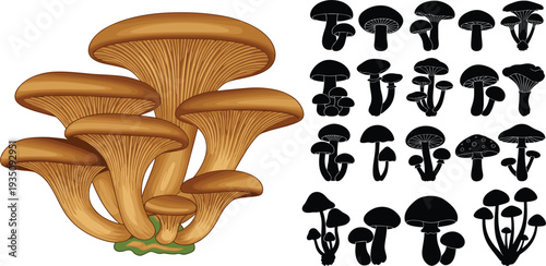 Oyster Mushroom Cluster and Silhouette Collection with Edible Forest Fungi for Organic Food Design Botanical Illustration and Vector Clipart Set