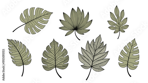 Selection of various tropical monstera and fern leaf illustrations with detailed line work and a muted green color palette.