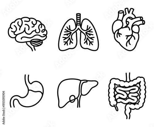Collection of stylized human organ brain, lungs, heart, stomach, liver, intestines