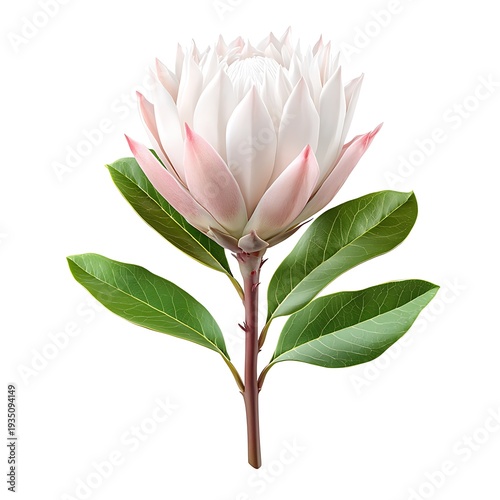 Elegant White Flower with Pink Tips Surrounded by Lush Green Leaves Isolated on White Background