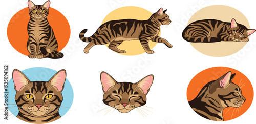 Tabby Cat Character Set with Different Poses and Expressions for Pet Illustration, Animal Lover Designs, Veterinary Graphics, Stickers, and Cute Domestic Cat Vector Collection