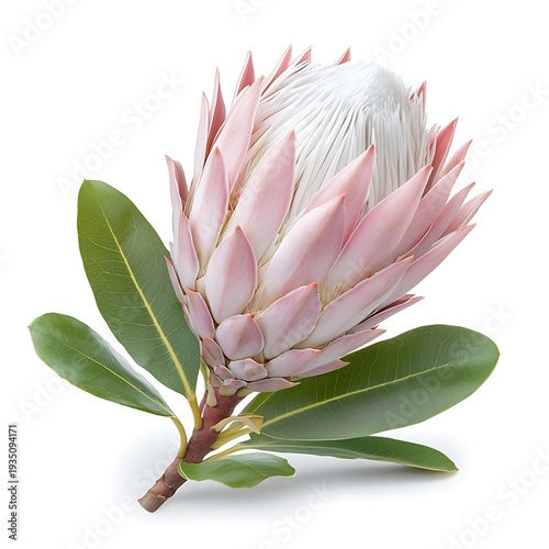 Beautiful protea flower with striking pink petals and lush green leaves on a white background