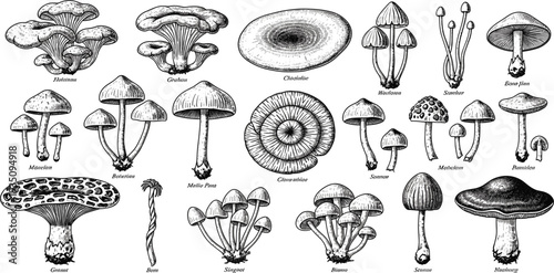 Vintage Mushroom Species Illustration Collection with Hand Drawn Botanical Fungi Sketches Scientific Engraving Style Set for Nature Study and Design