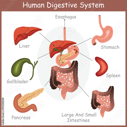 Human Digestive System Anatomy Diagram with Labeled Organs Including Liver, Stomach, Pancreas, Gallbladder, Spleen, Esophagus and Intestines Educational Medical Illustration.