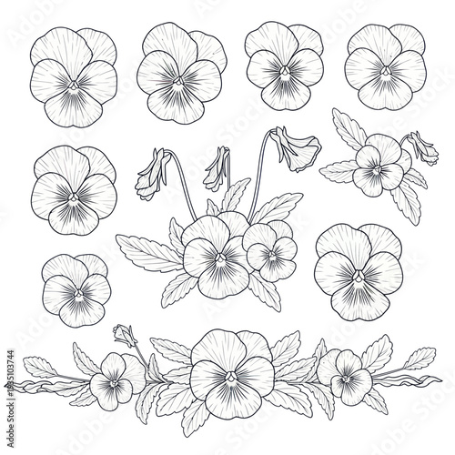 Pansy Flower Collection Hand Drawn Outline Sketch Vector Illustration