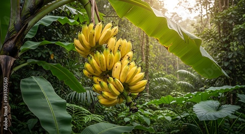 Ripe Banana Hanging in Lush Tropical Jungle Surrounded by Vibrant Green Nature Foliage Sunlight
