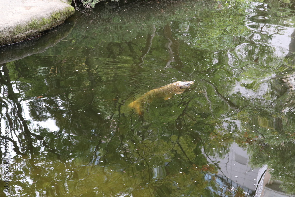 Fototapeta premium Colorful Koi fish swimming in a clear pond of a Japanese garden, Fukuoka.