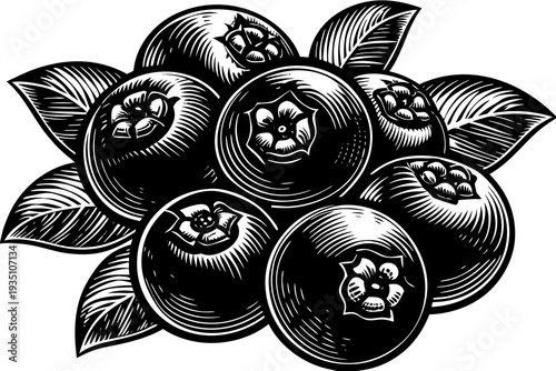 Blueberries Cluster Vector Illustration – Fresh Organic Berry Fruit Isolated on White