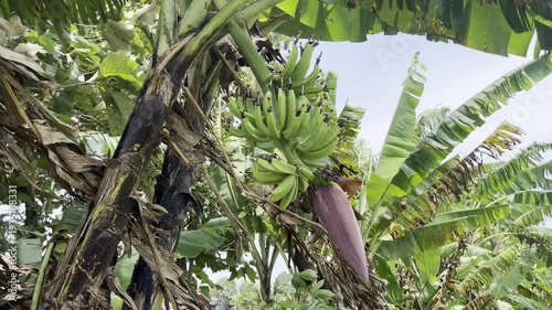 A Bunch of Unripe Green Bananas Growing on Tree