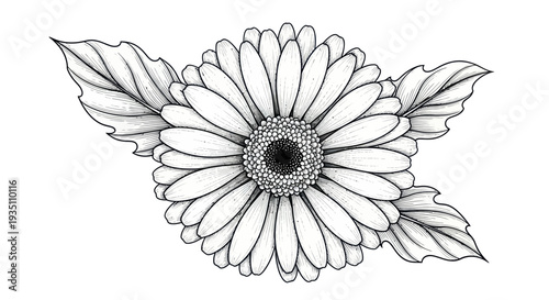 Hand-drawn Gerbera Daisy Flower with Leaves, Black and White Ink Sketch