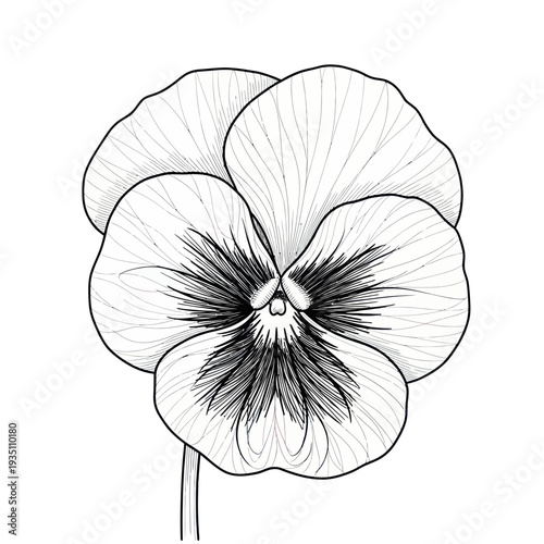Pansy Flower Line Drawing - Black and White Botanical Illustration