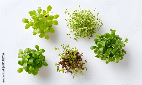 Top view assortment cress baby sprouts, white background