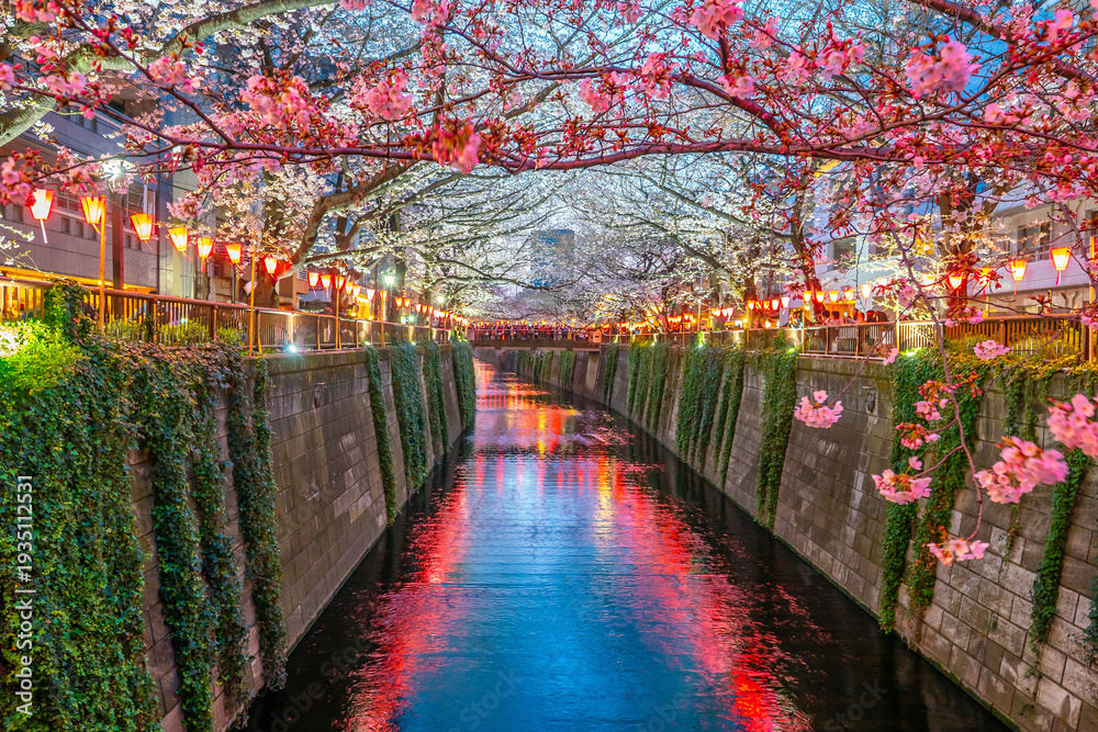 Naklejka premium Cherry blossom trees over the Meguro River canal in Tokyo