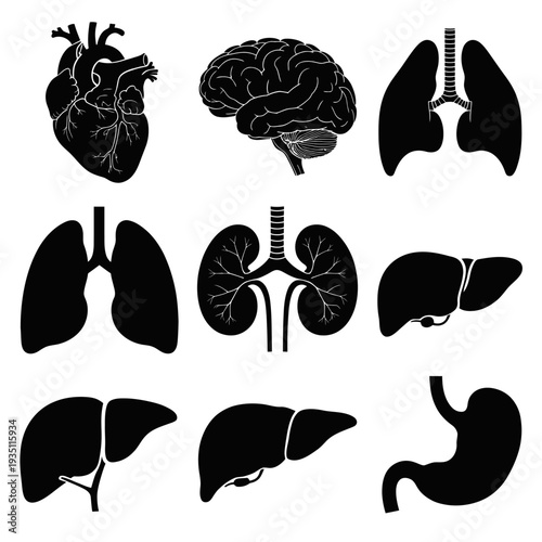 A collection of human organ silhouettes on a white background silhouette