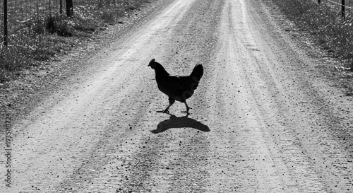 A black and white photo of a chicken silhouette walking on a dirt road.  Rural scene