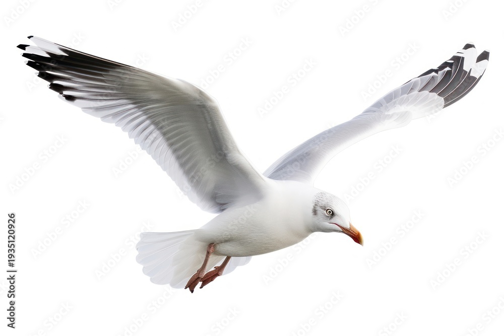 Obraz premium Beautiful seagull flying animal white bird.