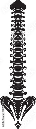 Anatomy spine icon. Simple illustration of anatomy spine vector icon for web design isolated on white background