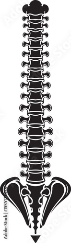 Anatomy spine icon. Simple illustration of anatomy spine vector icon for web design isolated on white background