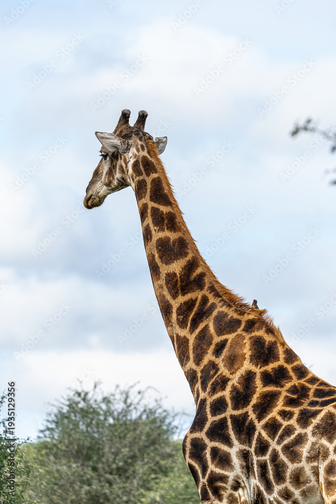 Obraz premium Giraffe in Africa