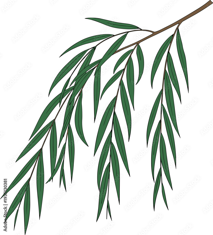 Fototapeta premium Willow tree branch with long hanging green leaves botanical illustration, elegant nature plant element isolated vector for garden, landscape and decorative design