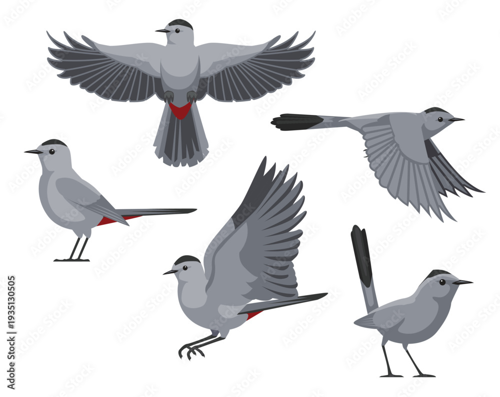 Obraz premium Grey Catbird Bird Various Poses Cartoon Vector Character