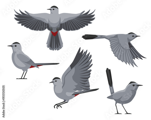 Grey Catbird Bird Various Poses Cartoon Vector Character