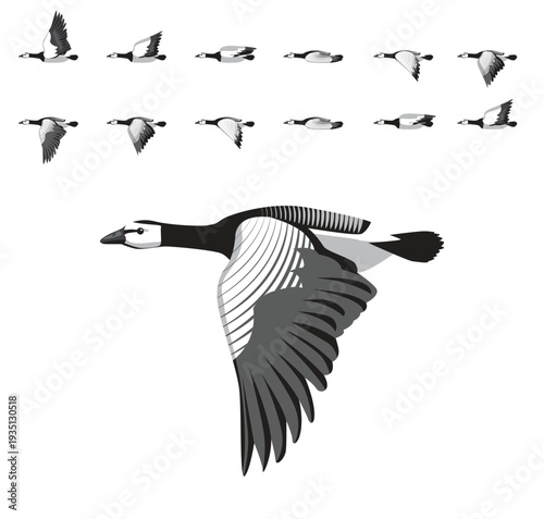 Barnacle Goose Flying Animation Sequence Cartoon Vector
